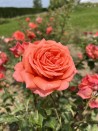 Shrub rose creation Soyeuse de Lyon ®
