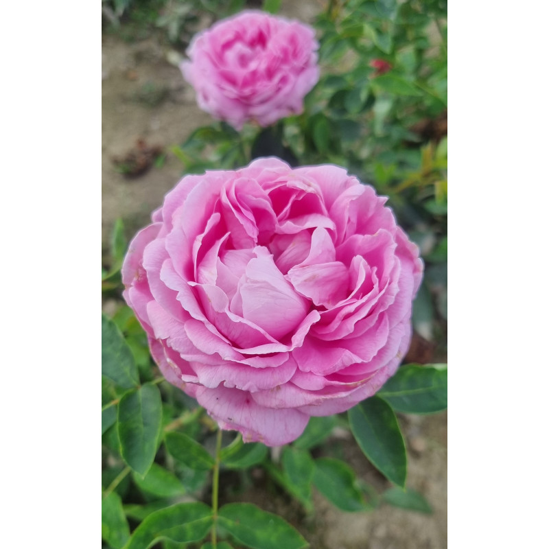 Shrub rose Archiduchesse Elisabeth d'Autriche