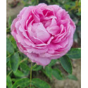 Shrub rose Archiduchesse Elisabeth d'Autriche