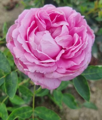 Shrub rose Archiduchesse Elisabeth d'Autriche