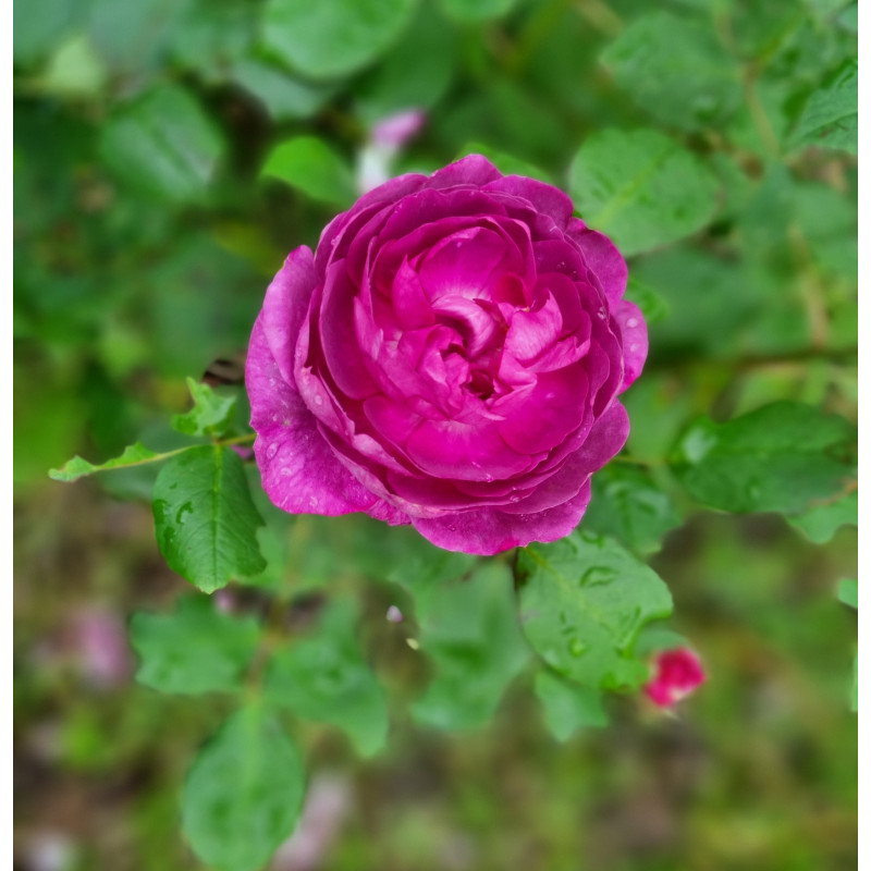 Rosier buisson Reine des Violettes