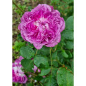 Shrub rose Reine des Violettes