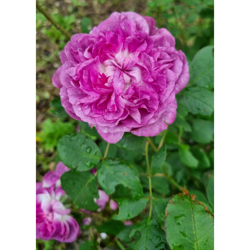 Shrub rose Reine des Violettes