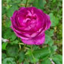Rosier buisson Reine des Violettes
