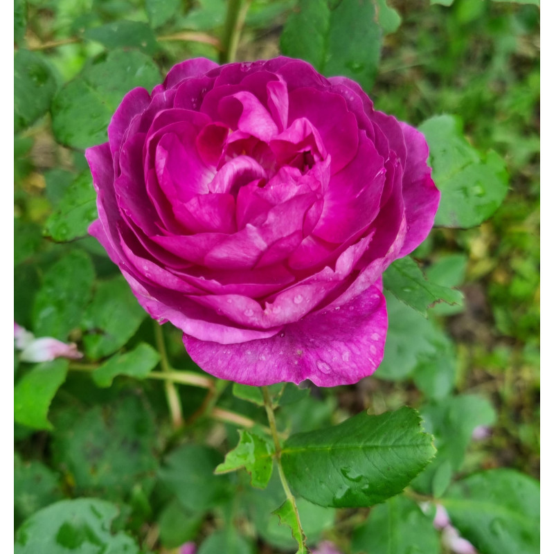 Rosier buisson Reine des Violettes