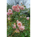 Shrub rose Felicia