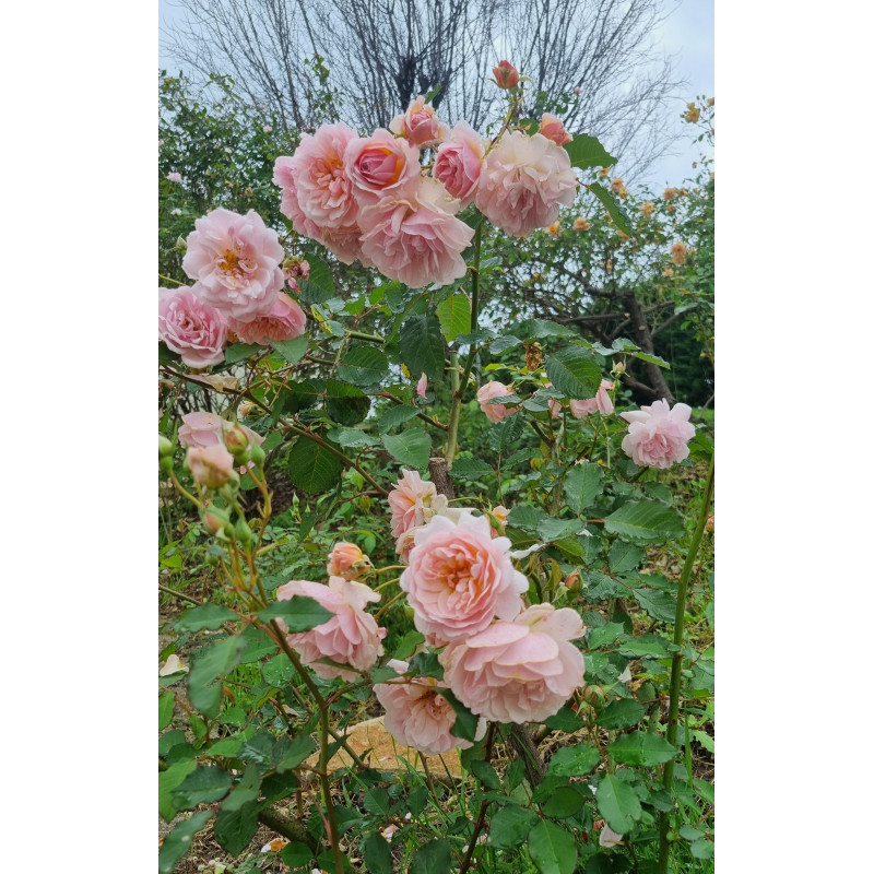 Shrub rose Felicia