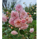 Shrub rose Felicia