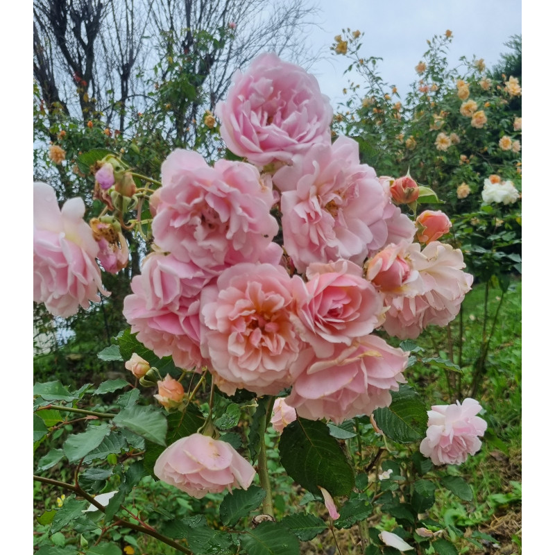 Shrub rose Felicia