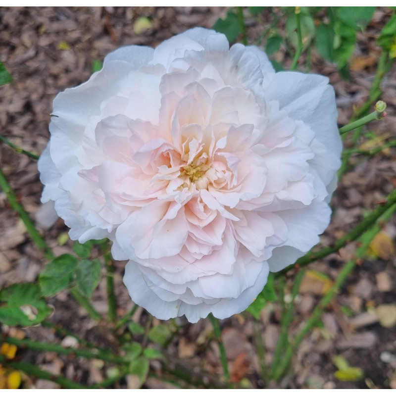 Rosier buisson Edith de Murat