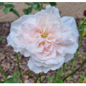 Rosier buisson Edith de Murat