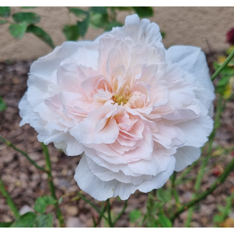 Rosier buisson Edith de Murat