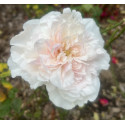 Rosier buisson Edith de Murat