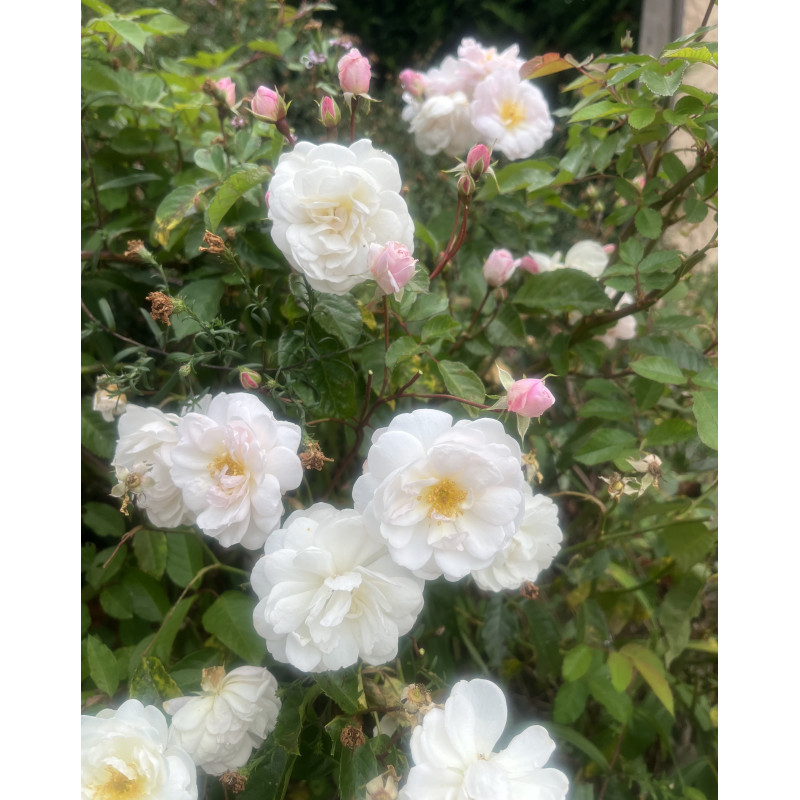Shrub rose Marie Pavie