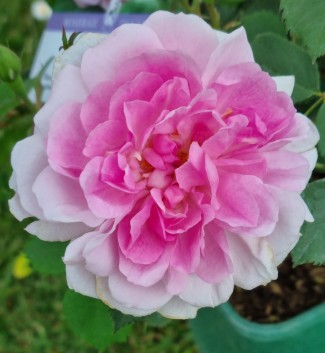 Shrub rose Jacques Amyot