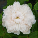 Rosier buisson White Jacques Cartier