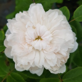 Shrub rose White Jacques Cartier