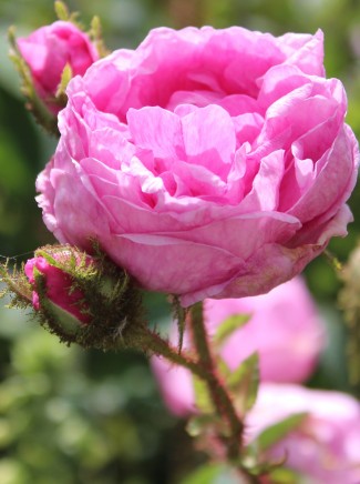 Shrub rose Salet