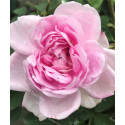 Shrub rose Soupert et Notting