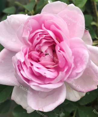 Shrub rose Soupert et Notting