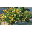Shrub rose Rose de Bormes ®