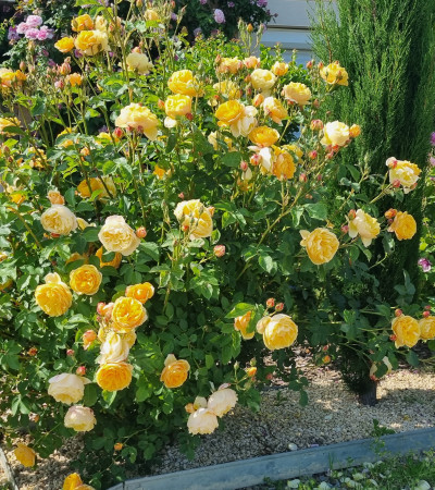 Shrub rose Rose de Bormes ®
