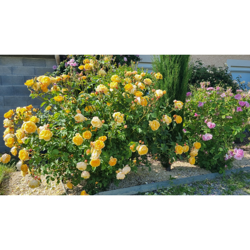 Shrub rose Rose de Bormes ®
