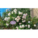 Shrub rose Marie Pavie