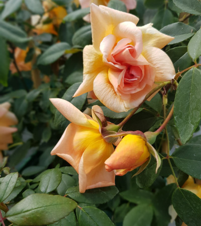 Climbing rose Crepuscule