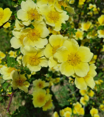 Shrub rose Canary Bird