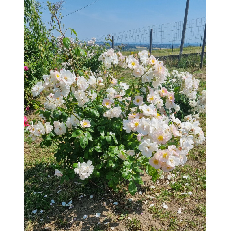Climbing rose Sourire d'Orchidee