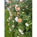 Climbing rose Ghislaine de Feligonde