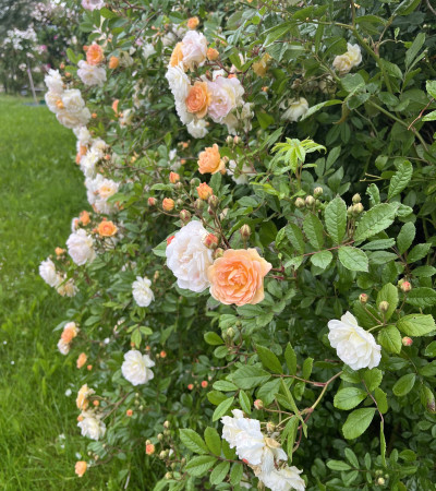 Climbing rose Ghislaine de Feligonde