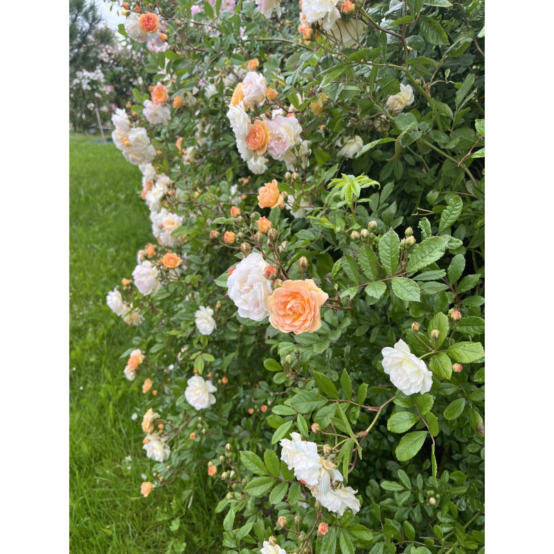 Climbing rose Ghislaine de Feligonde