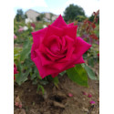 shrub rose Laurent Carle