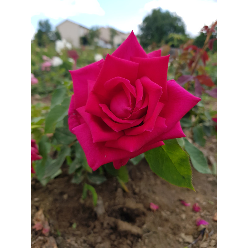 shrub rose Laurent Carle