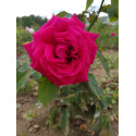 shrub rose Laurent Carle