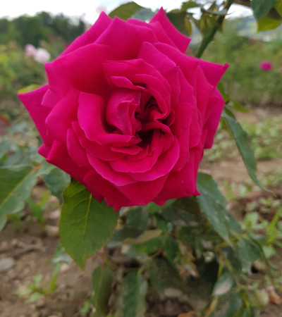 shrub rose Laurent Carle