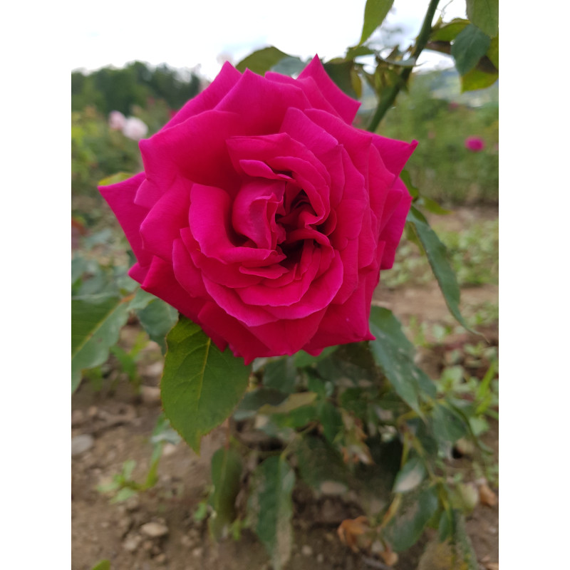 shrub rose Laurent Carle