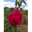 shrub rose Laurent Carle