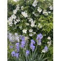 Climbing rose Laevigata