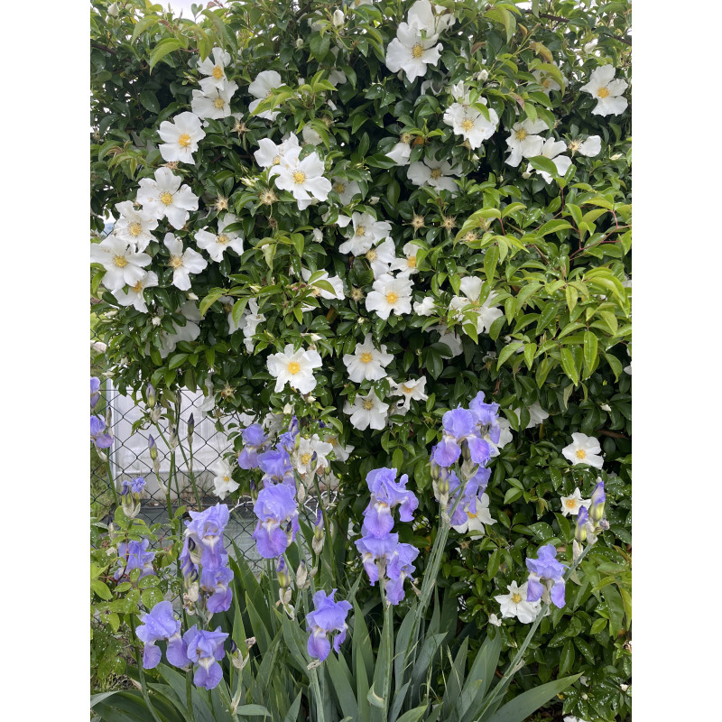 Rosier grimpant Laevigata / La rose des Cherokees