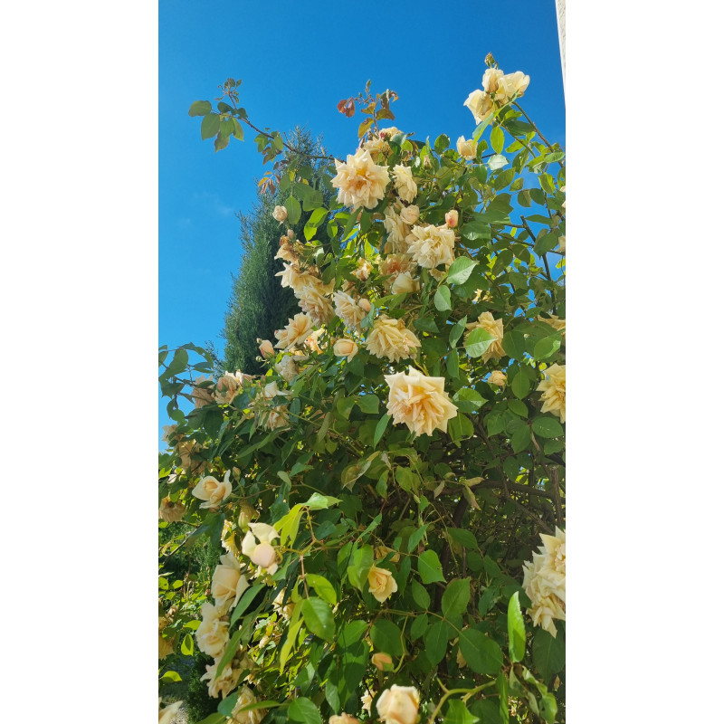 Climbing rose Reve d'Or