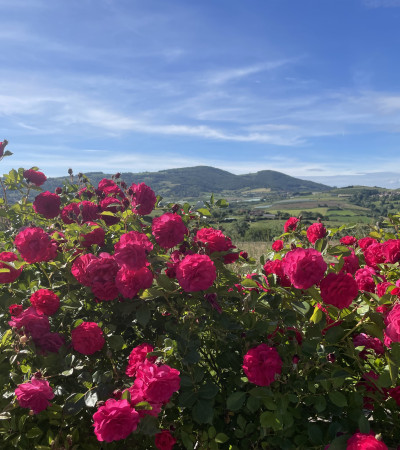 Shrub rose petillante de st galmier 