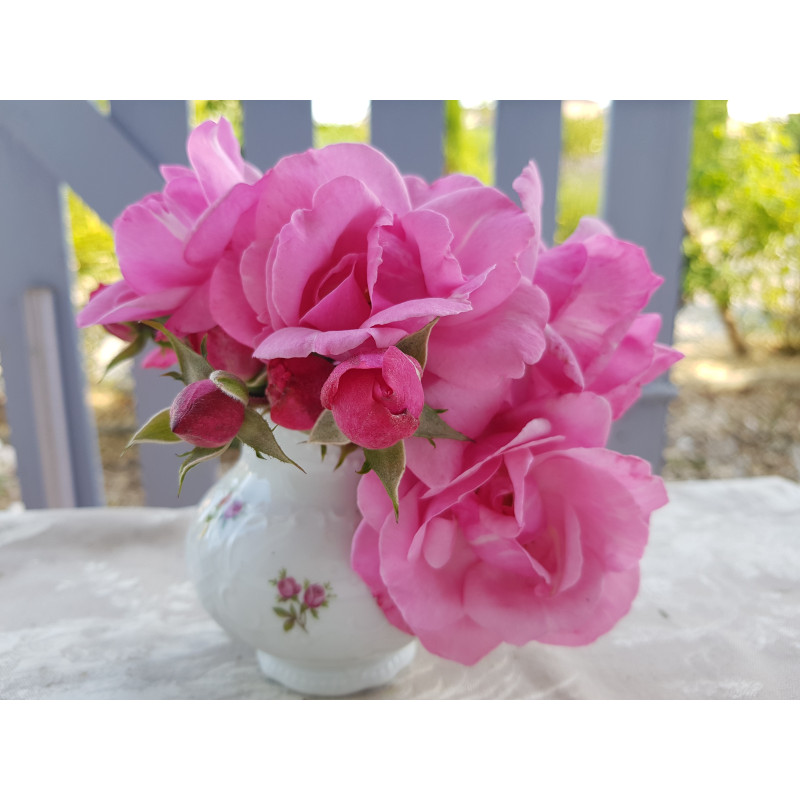 Mlle Marthe  Delbreilh®