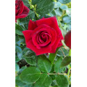 Le Rosier grimpant Grand Huit est un rosier rouge parfumé, remontant