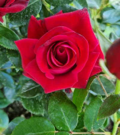 rosier grimpant Grand huit