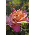 Shrub rose Jardins d'Arménie®