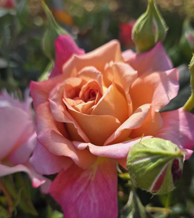 Rosier buisson Jardins d'Arménie®