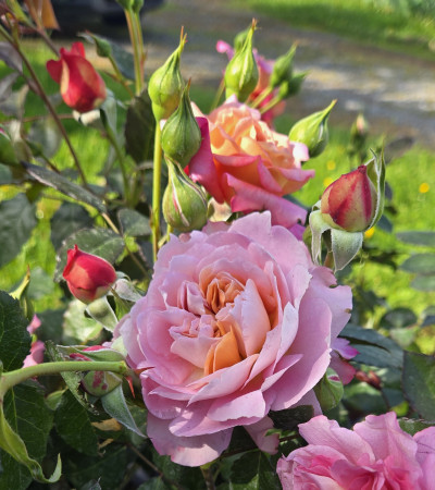 Rosier buisson Jardins d'Arménie®